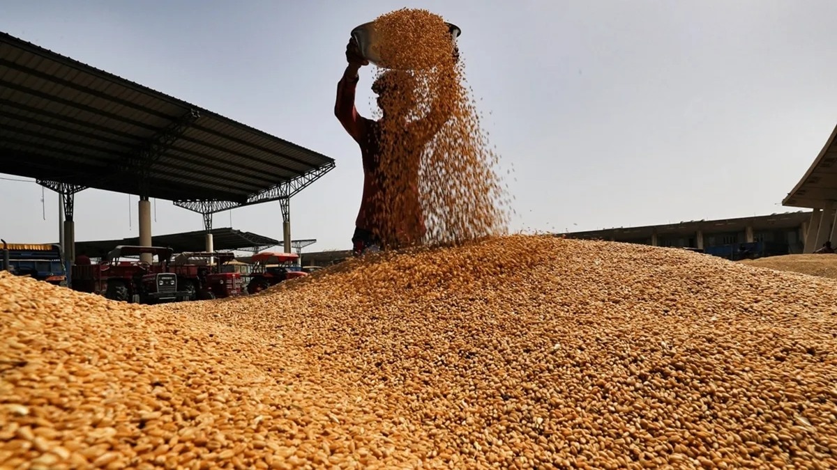 भारत सरकार ने चार साल बाद गेहूं के निर्यात पर लगी रोक हटा दी है. (File Photo: PTI)