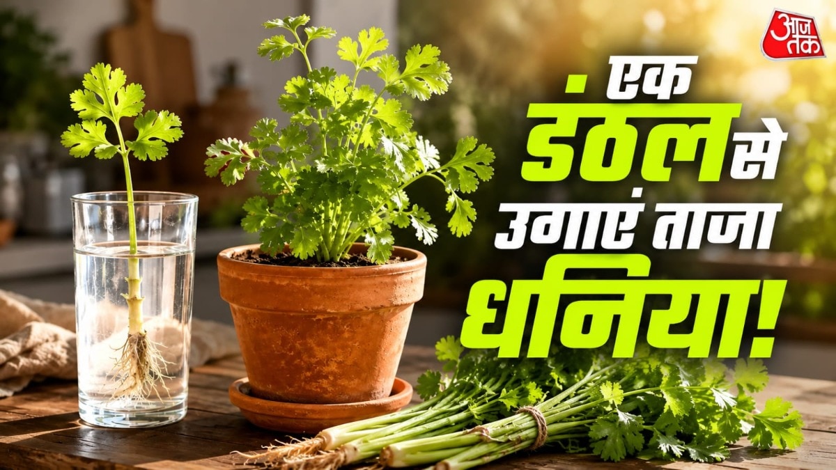 धनिए के पौधे को धूप काफी पसंद होती है. (Photo: ITG)