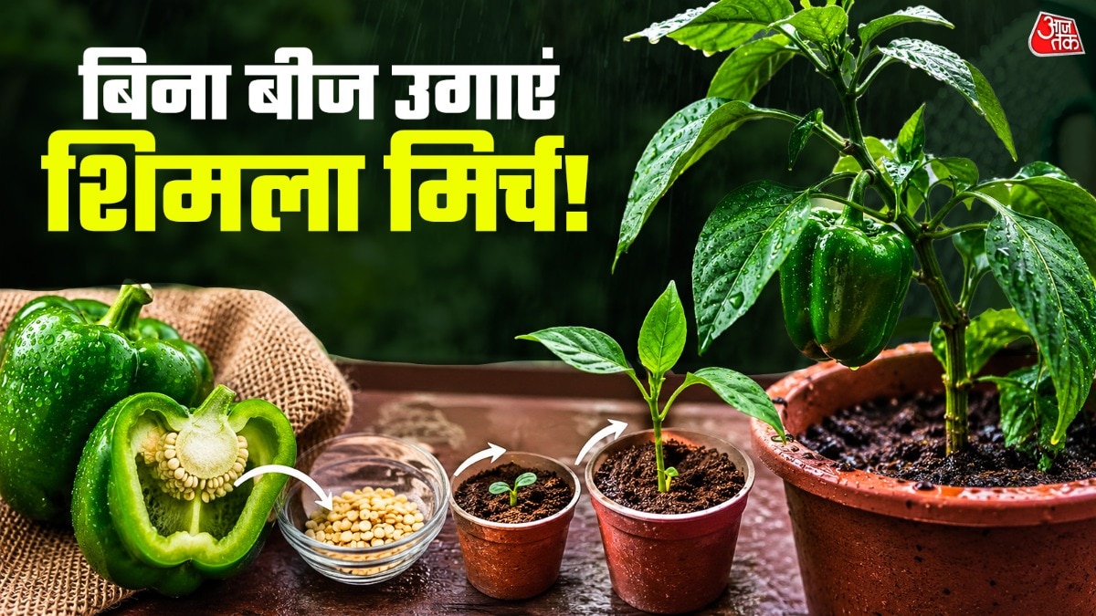 How To Grow Capsicum Plant (Photo: ITG)