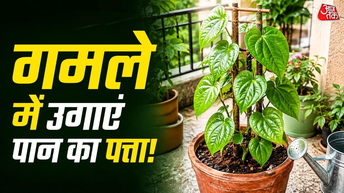 How To Grow Paan Plant At Home (Photo: ITG)
