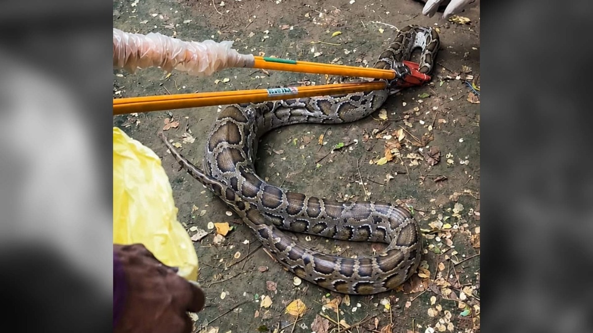 15 फीट लंबा अजगर देख मचा हड़कंप.(Photo: Ritik Rajput/ITG)