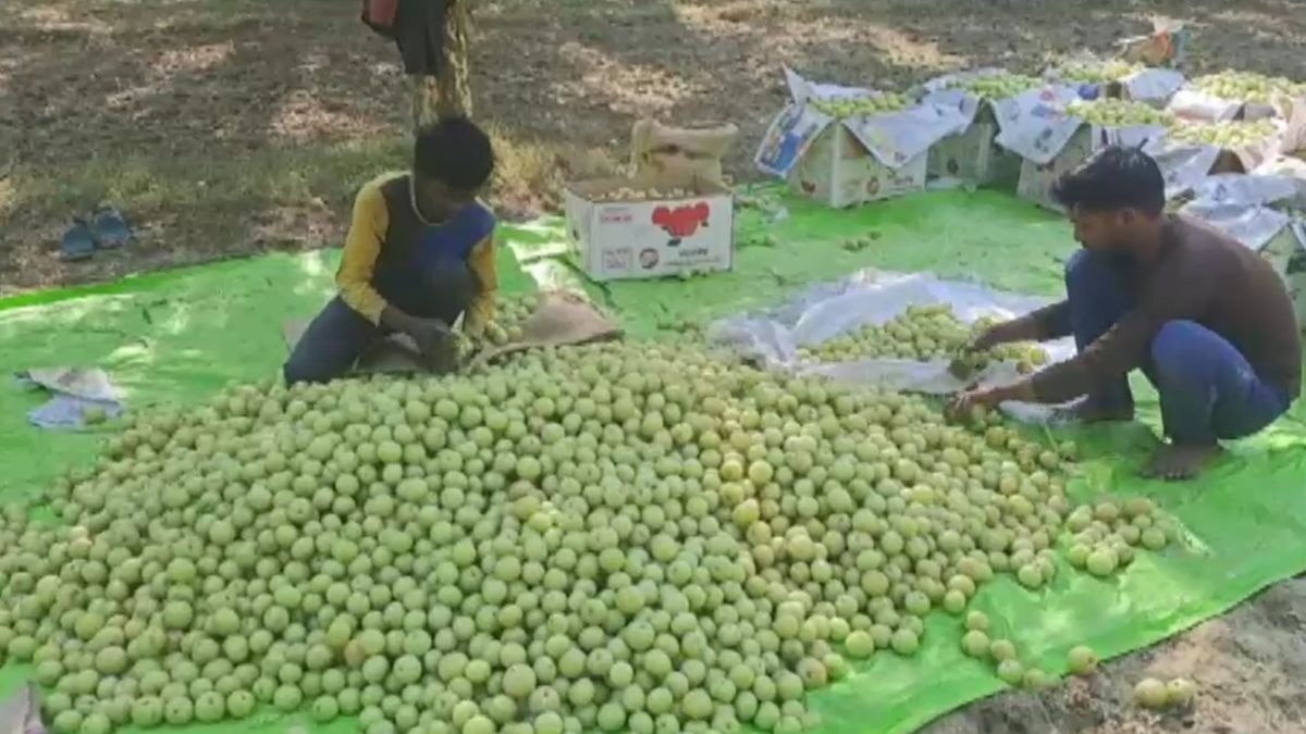 प्रतापगढ़ में आंवले से तैयार हो रहे दर्जनों उत्पाद. (Photo: ITG)