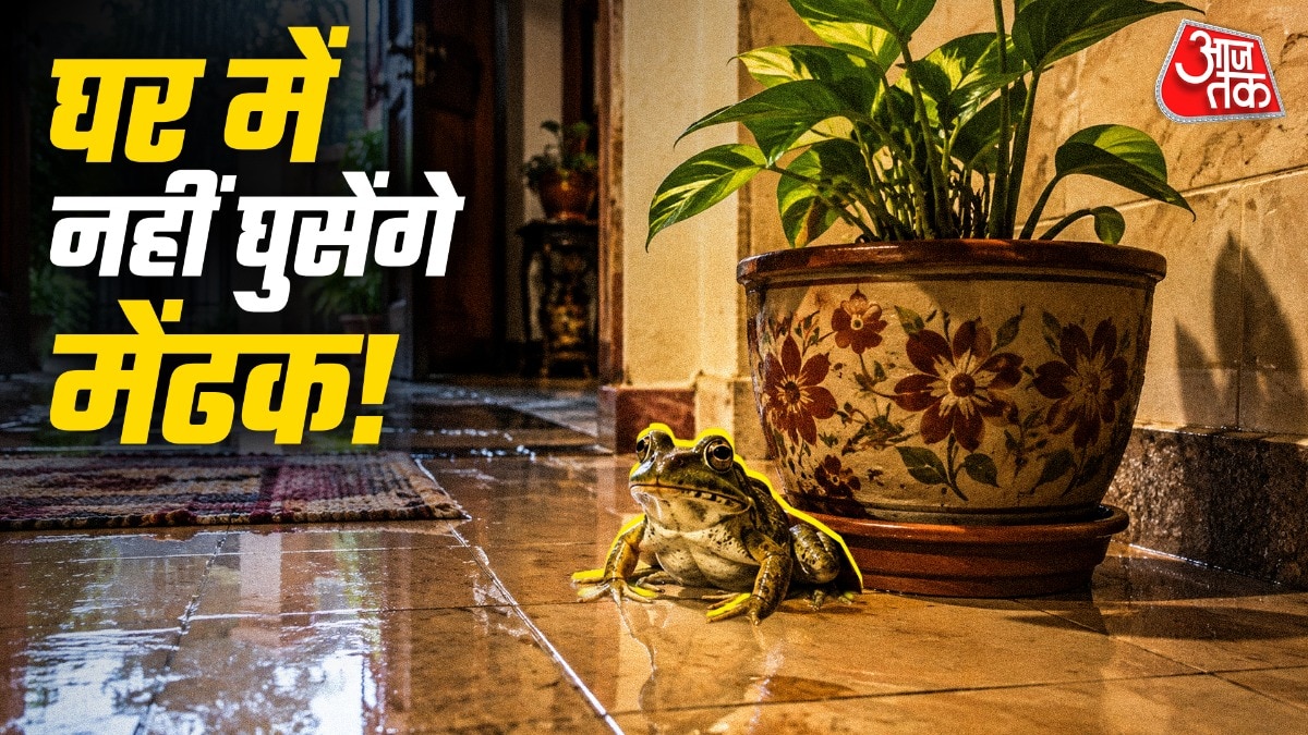 घर में घुसने वाले मेंढक ना केवल आवाज करते हैं, बल्कि गंदगी भी फैलाते हैं. (Photo: ITG) 