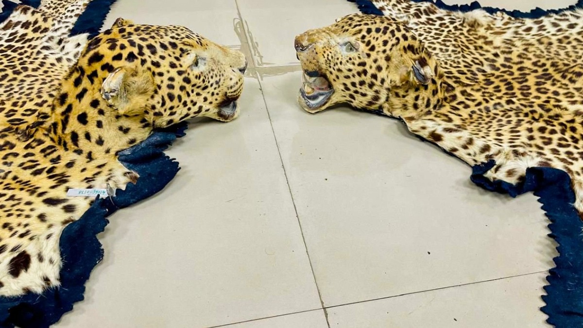 आगरा में 10 खालों की बरामदगी से खुला राज.(File Photo)