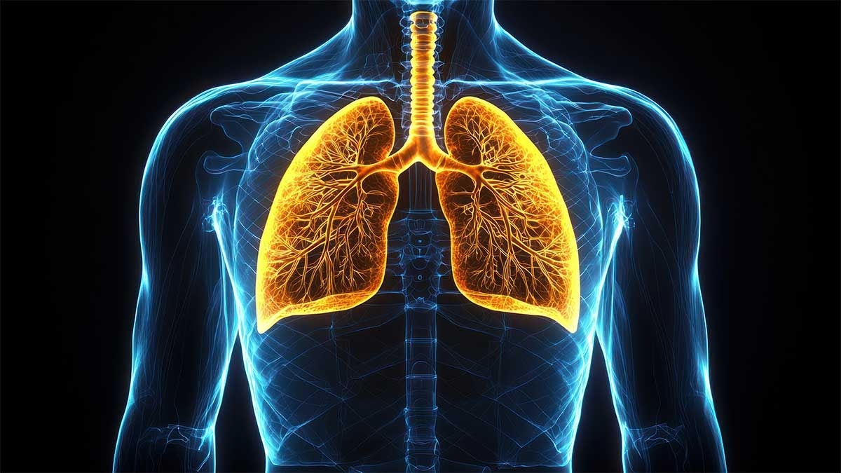 Lungs representational