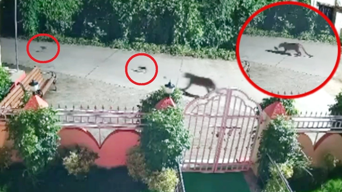 CCTV में कैद हुआ हैरान कर देने वाला वीडियो.(Photo:Screengrab)