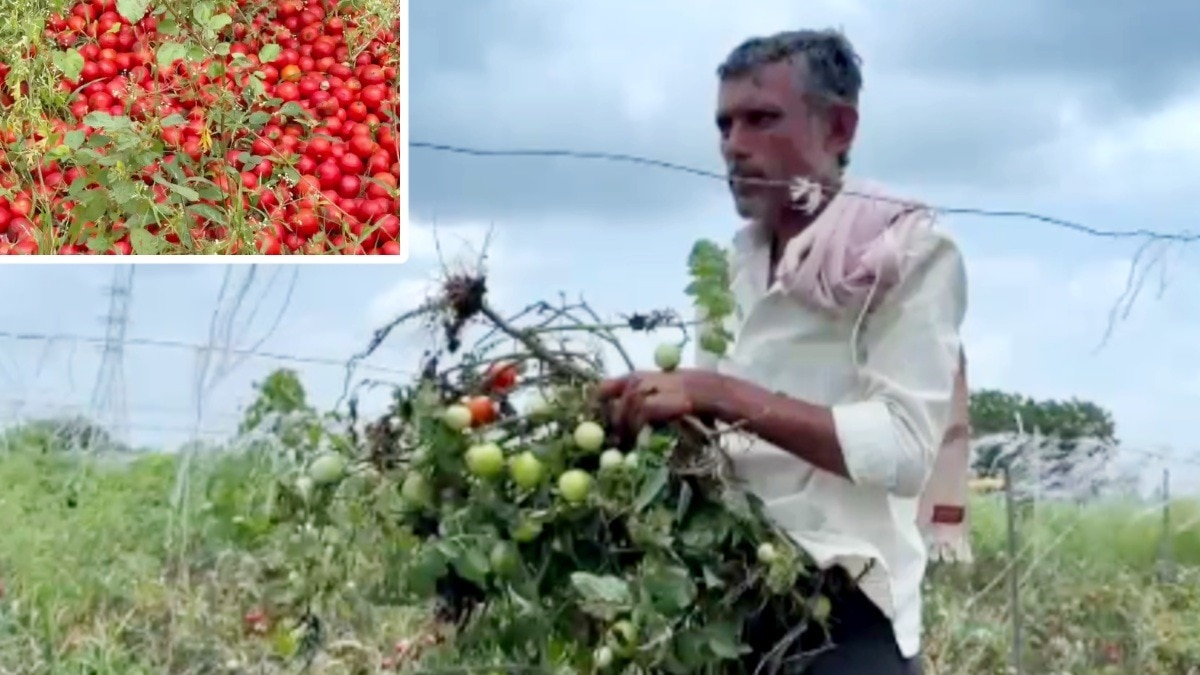 बीड़ के किसान ने टमाटर उखाड़ने का लिया फैसला.(Photo:ITG)