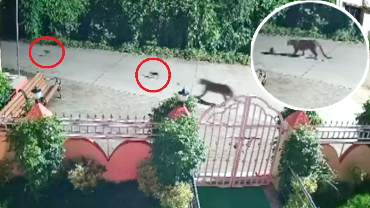 CCTV में कैद हुआ हैरान कर देने वाला वीडियो.(Photo:Screengrab)
