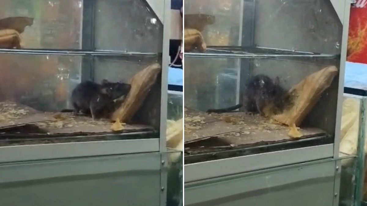 Railway Station Tea Stall Faces Crackdown After Viral Video Reveals Rat Infestation