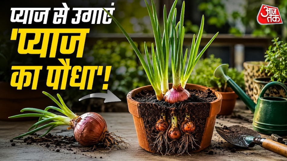 घर पर अंकुरित हुई प्याज से आप आसानी से पौधा उगा सकते हैं. (Photo: ITG) घर पर अंकुरित हुई प्याज से आप आसानी से पौधा उगा सकते हैं. (Photo: ITG)
