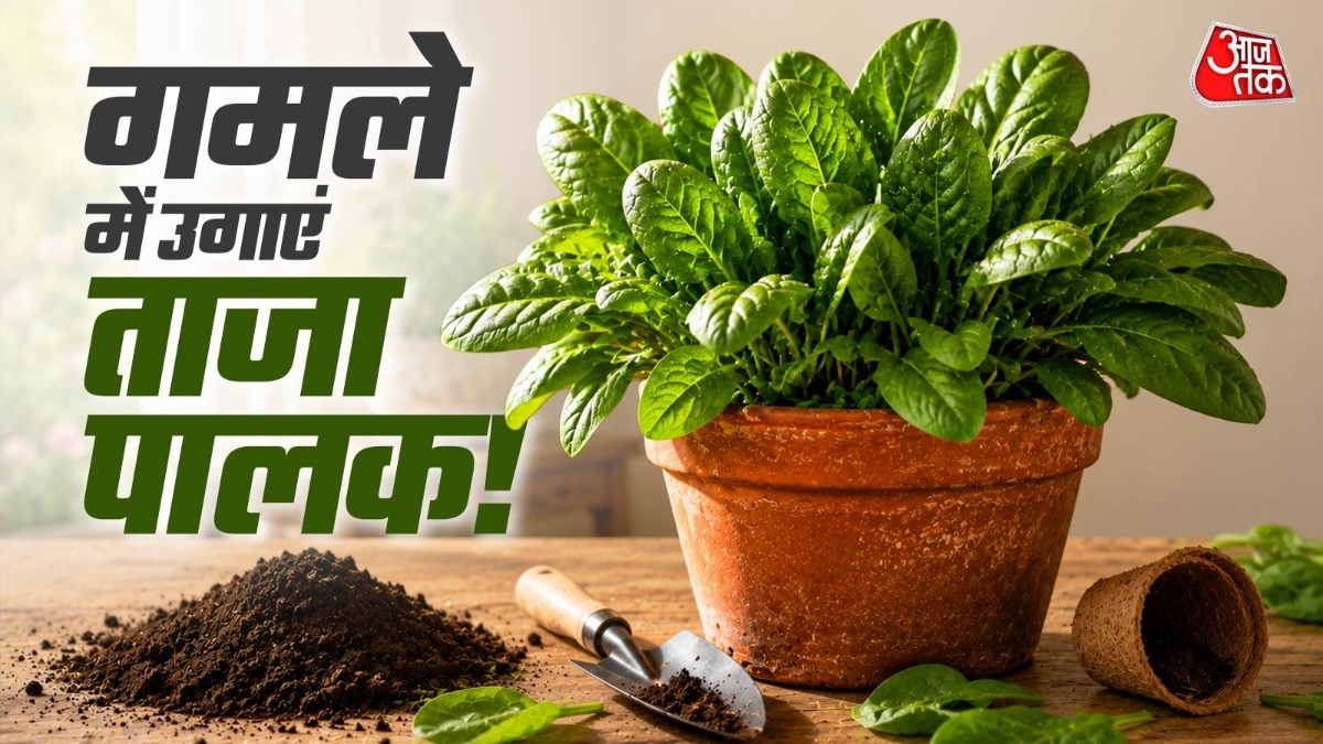 पालक को तैयार होने में 30 दिन का समय लगता है. (Photo: ITG)