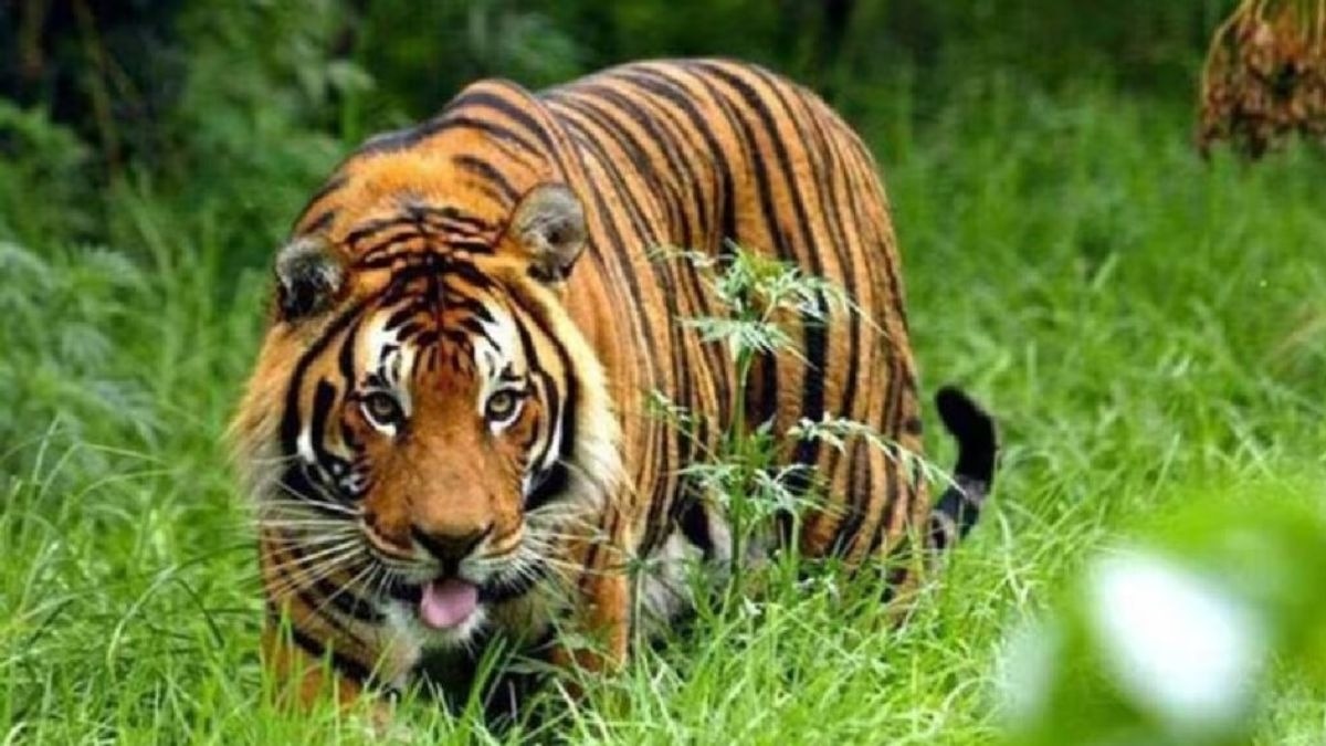 टाइगर से बचने के लिए जाली पर चढ़ने की कोशिश कर रही थी महिला. (Photo: Representational)