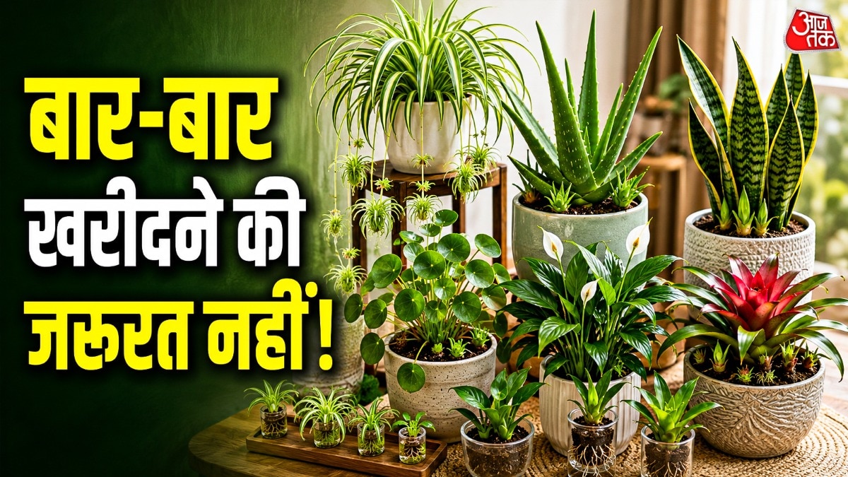 इन पौधों को बार-बार खरीदने की जरूरत नहीं पड़ेगी. (Photo: ITG)