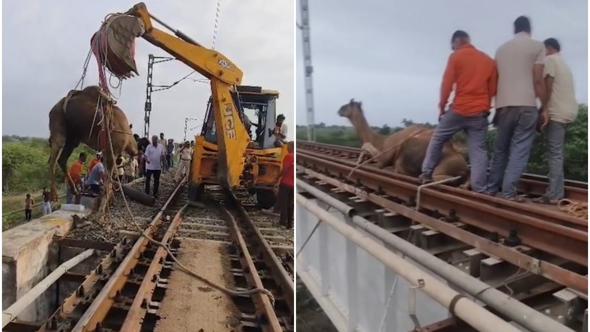 रेलवे की सूझबूझ से ऊंट को बचाया गया. (Photo: ITG)