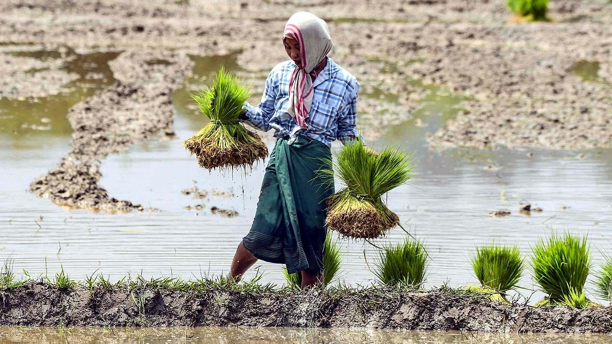 Asia Rice Farming