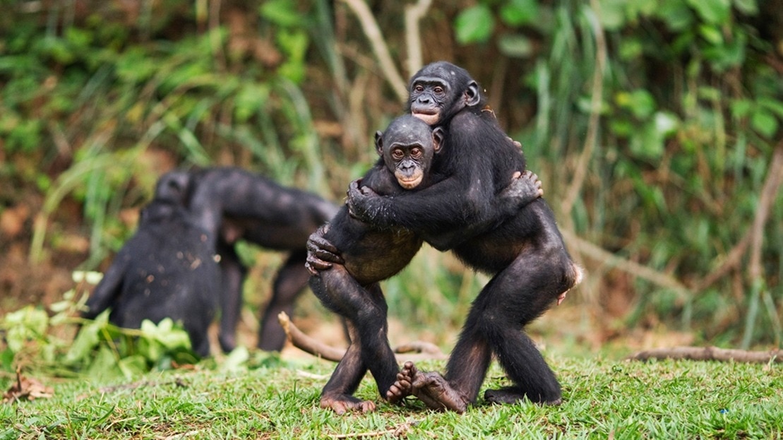चिंपैंजी आस-पास के माहौल से सीखते हैं (Photo: Getty)