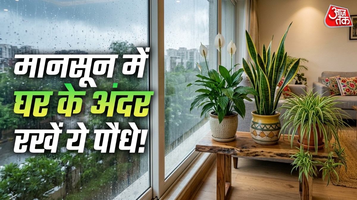 प्लाटंस उमस कम करने में मदद करते हैं. (PHOTO:AI)