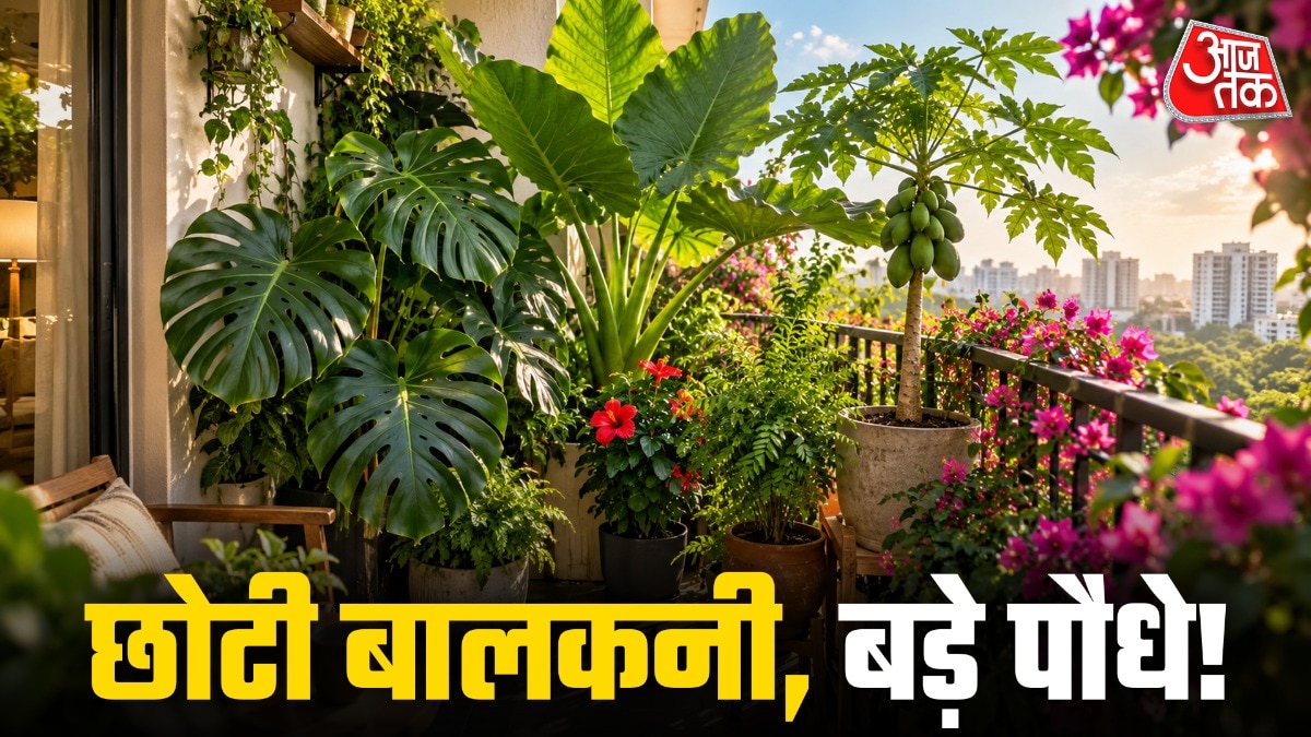 छोटी सी बालकनी में भी कई बड़े-बड़े पौधे उगाए जा सकते हैं. (Photo: ITG)