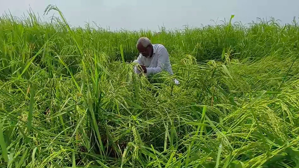 बारिश के चलते गिरी धान की फसल. (photo: Screengrabs)