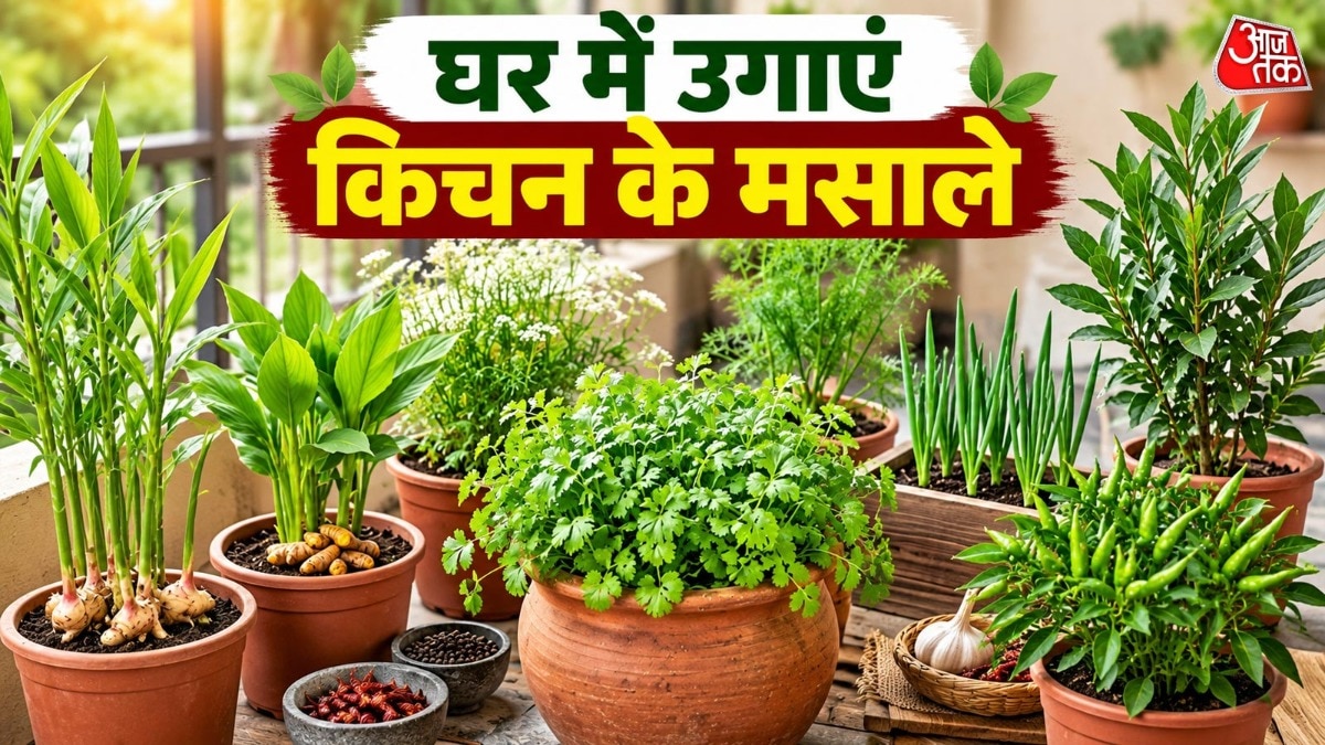 गमले में उगाएं महंगे मसाले और बचाएं पैसे (Photo-ITG)