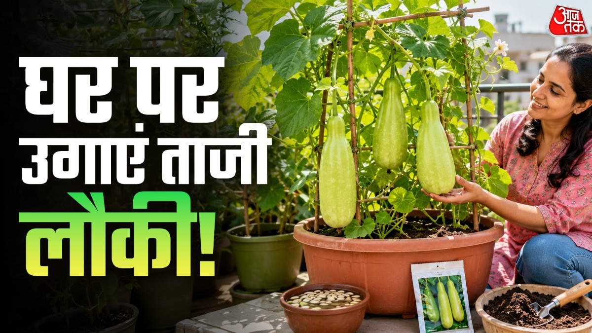 घर पर लौकी उगाने के लिए गमले की पानी की निकासी ठीक होनी चाहिए. (Photo: ITG)
