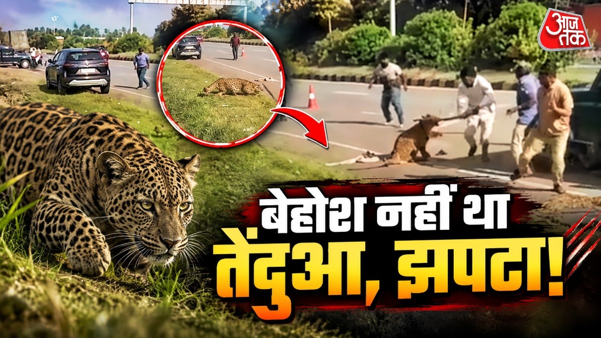 लोगों को लगा तेंदुआ बेहोश हो गया... तभी अफसर पर झपटा, VIDEO वायरल
