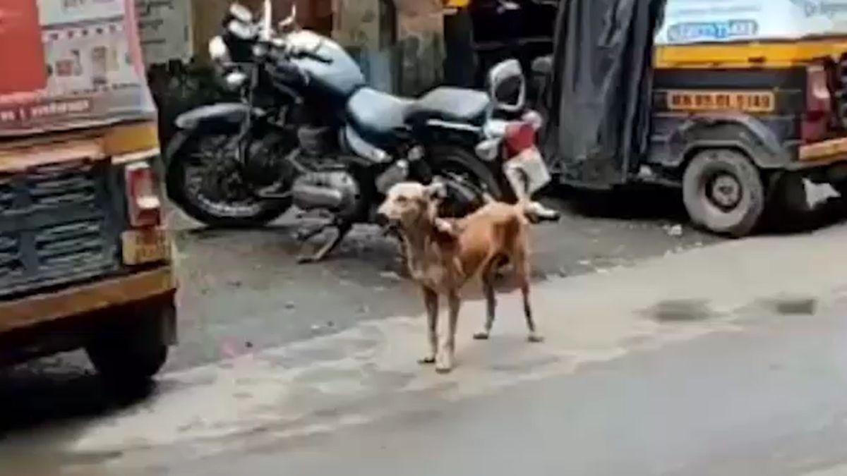 आवारा कुत्तों ने छह लोगों पर किया हमला. (Photo: Screengrab)