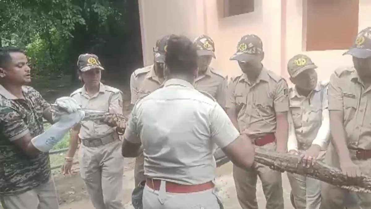 15 किलो वजनी और पांच मीटर लंबा था अजगर. (Photo: Screengrab)