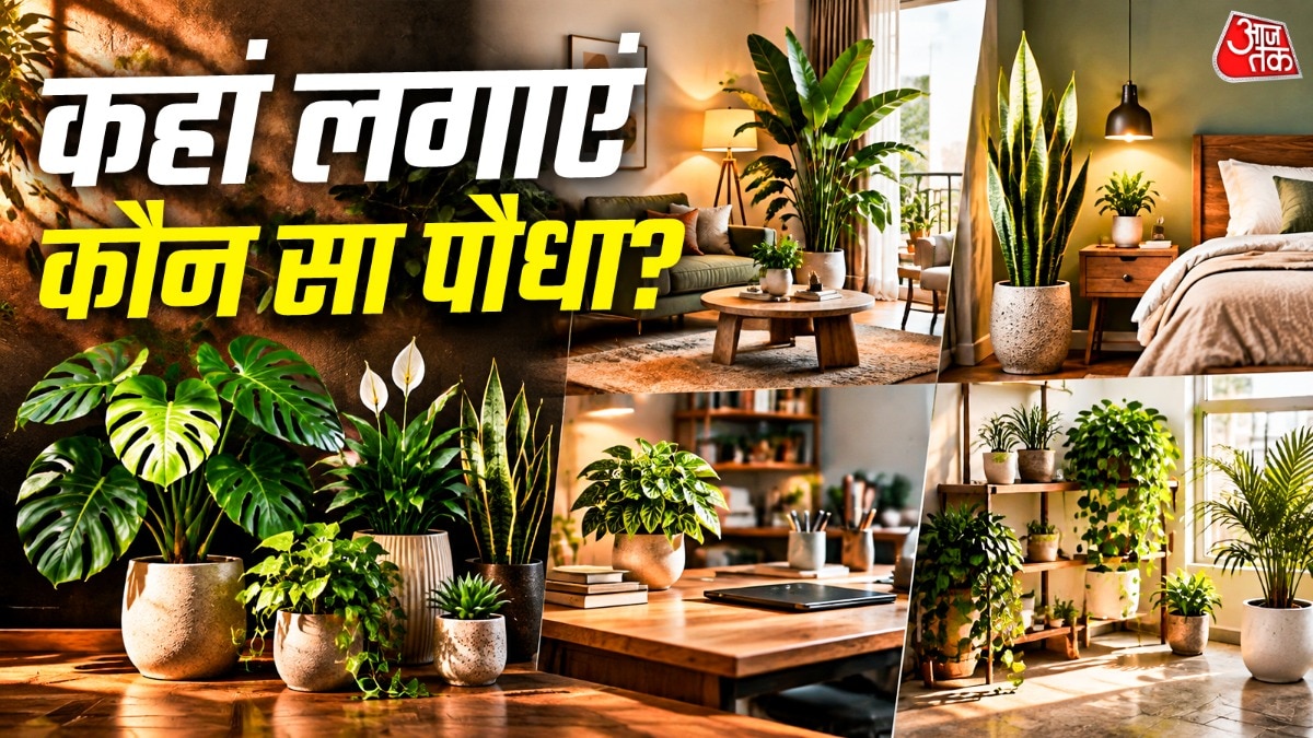 Indoor Plants (Photo: ITG)