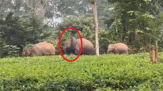 वीडियो वायरल.(Photo: Screengrab)