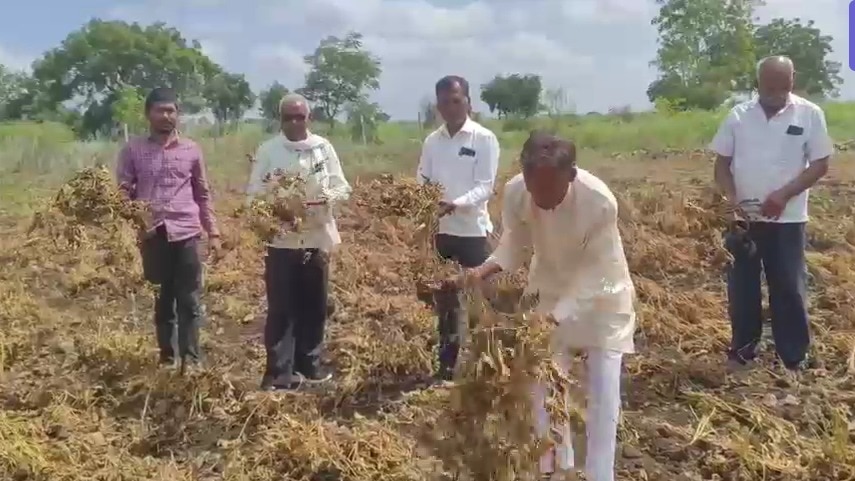 पानी की कमी से सूख रही फसलों को किसान खुद खेत से निकाल रहे हैं. (Photo-ITG)