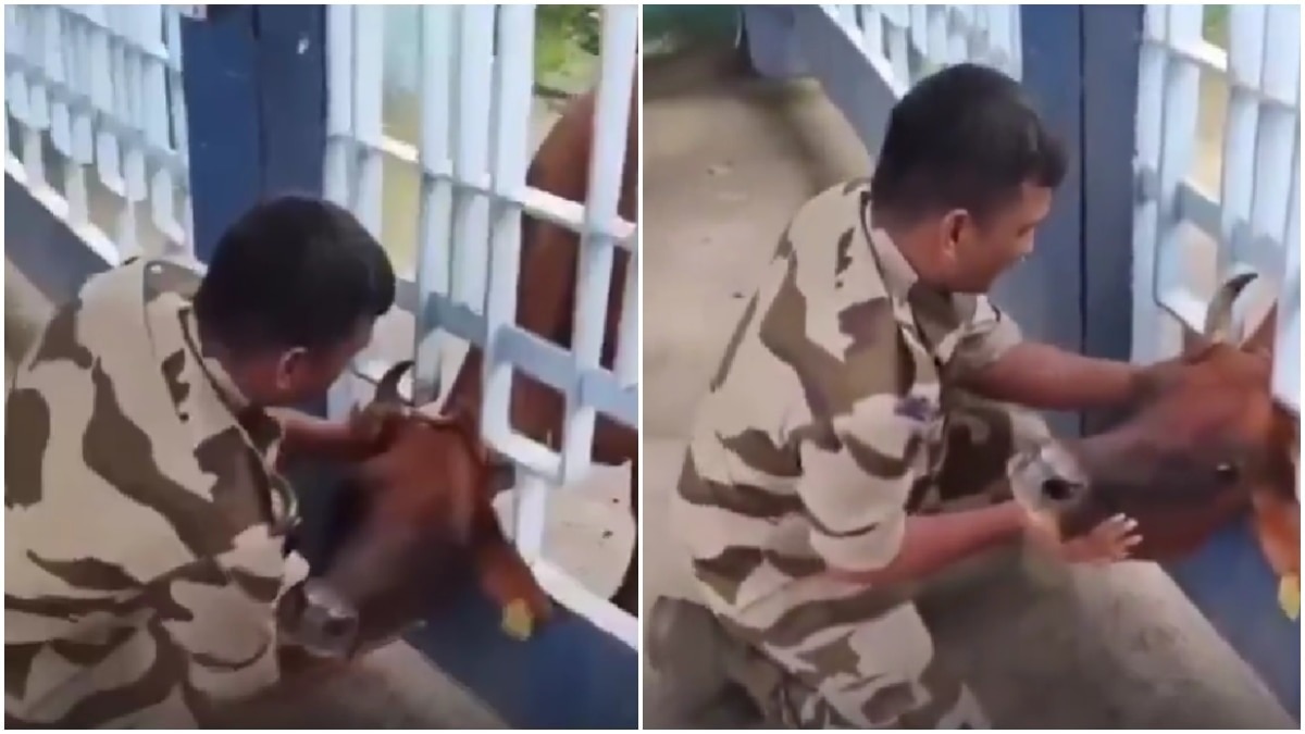 CISF jawan rescues frightened cow after its head gets trapped between railings
