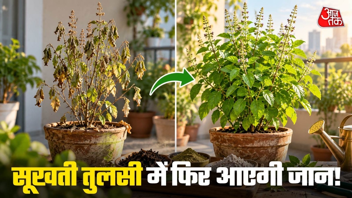 तुलसी में चाय की पत्ती से लेकर नीम की पत्तियां डालने से भी फायदा मिलता है. (Photo: ITG)