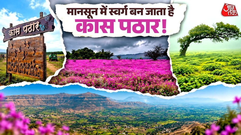 Maharashtra's Flower Valley: Information on Visiting Kas Plateau During the Monsoon Season