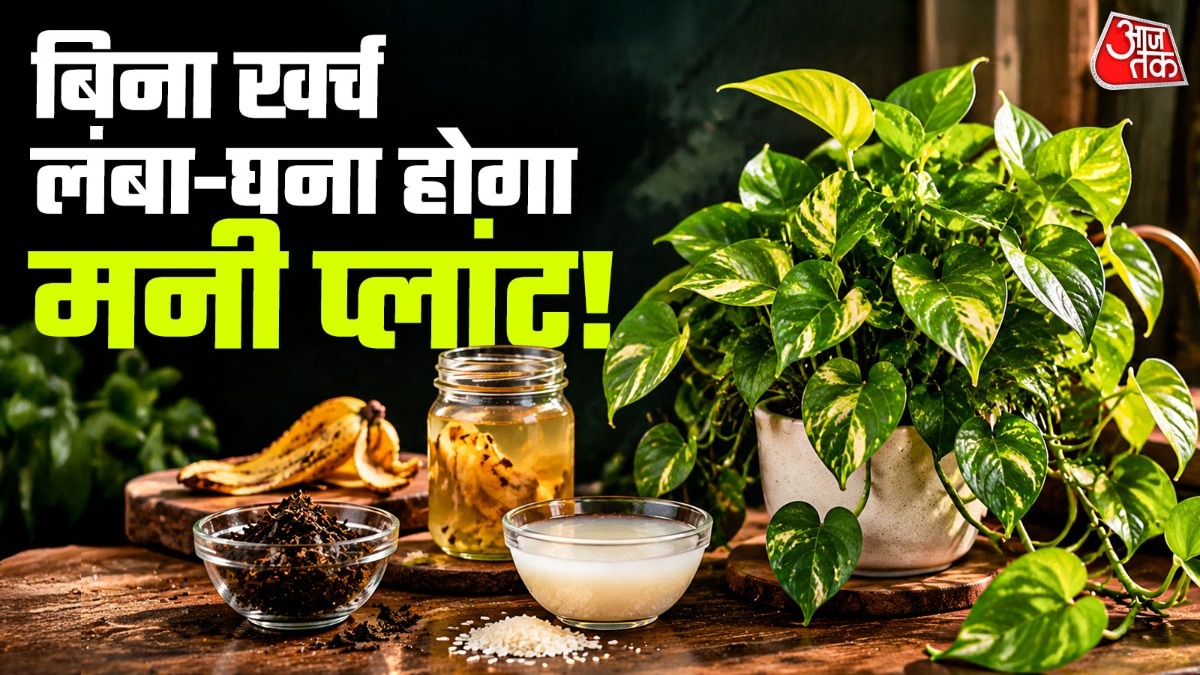 मनी प्लांट की ग्रोथ के लिए चाय की पत्ती भी बहुत काम आ सकती है. (Photo: ITG)