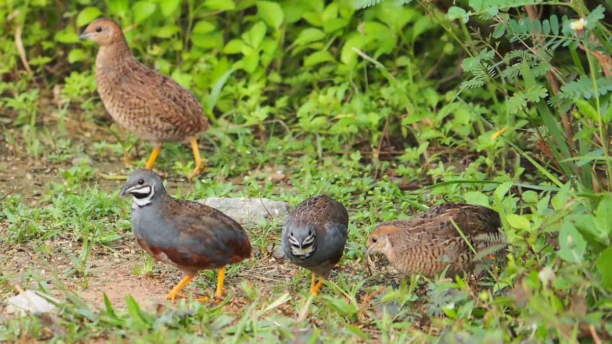 Quail Farming Poultry Business With ₹25,000-30,000, Know Space, Feed and Costs