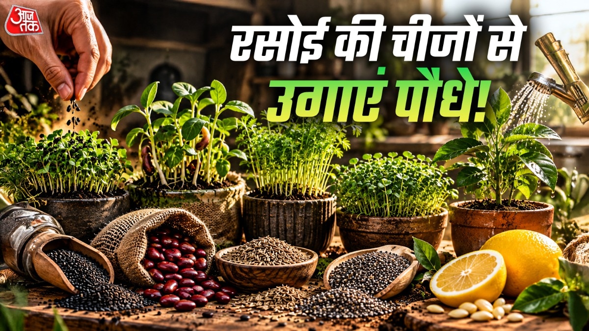 रसोई में रखी बहुत सी चीजों से आसान से पौधे उगाए जा सकते हैं. (Photo: ITG)