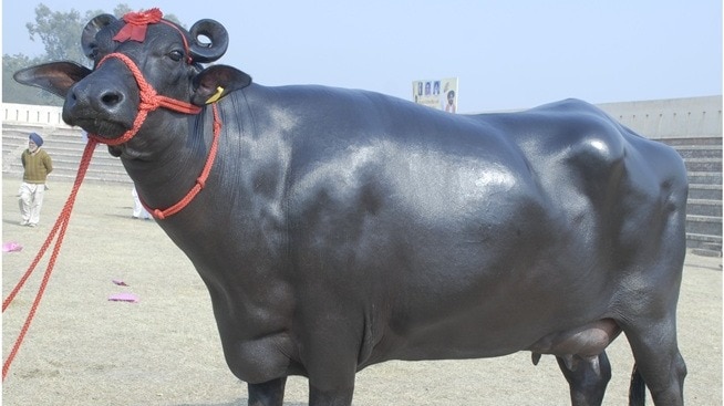 मुर्रा को दूध देने वाली प्रमुख भैंस नस्लों में गिना जाता है. ( Photo: cirb.res.in)