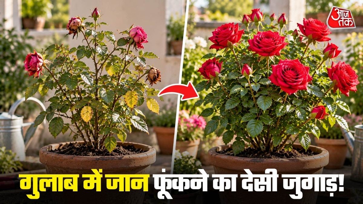 गुलाब के पौधे में कुछ भी इस्तेमाल करने से पहले ये देखना जरूरी है कि वो पूरी तरह से सूखा ना हो. (Photo: ITG)