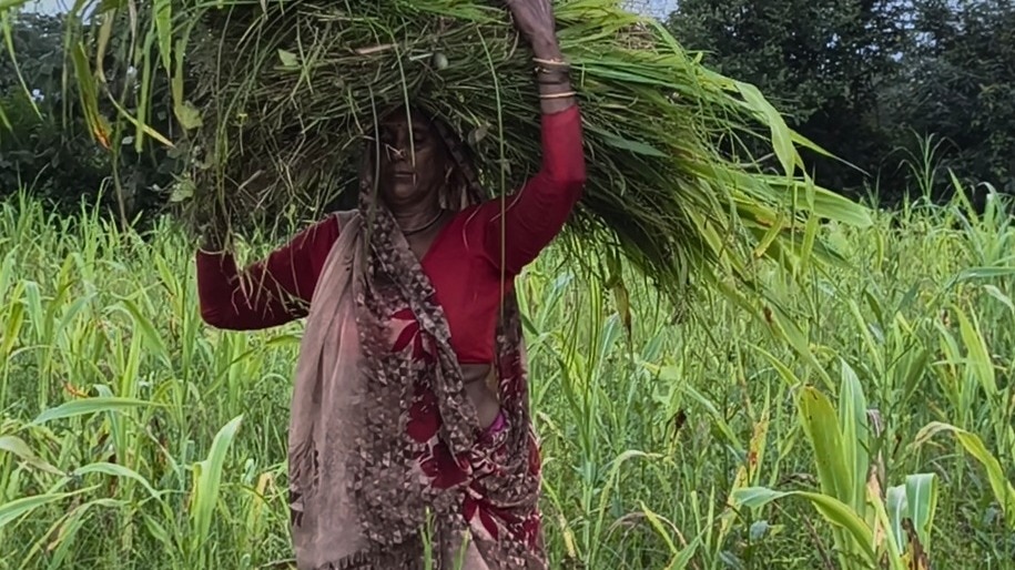 जैविक खेती से बढ़ा किसानों का मुनाफा (Photo: ITG)