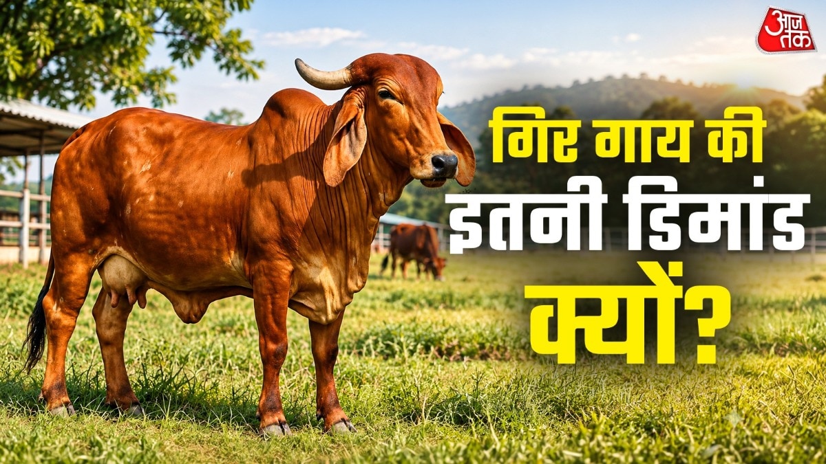 गिर गाय की मांग का सबसे बड़ा कारण इसका दूध उत्पादन है. ( Photo: ITG)