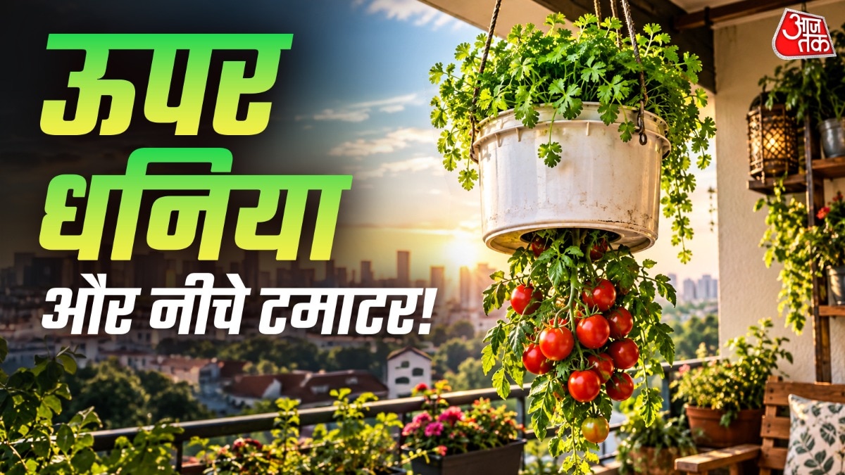 इस तकनीक की मदद से टमाटर उगाने का फायदा ये है कि एक ही चीज में 2 पौधे उगाए जा सकते हैं. (Photo: ITG)