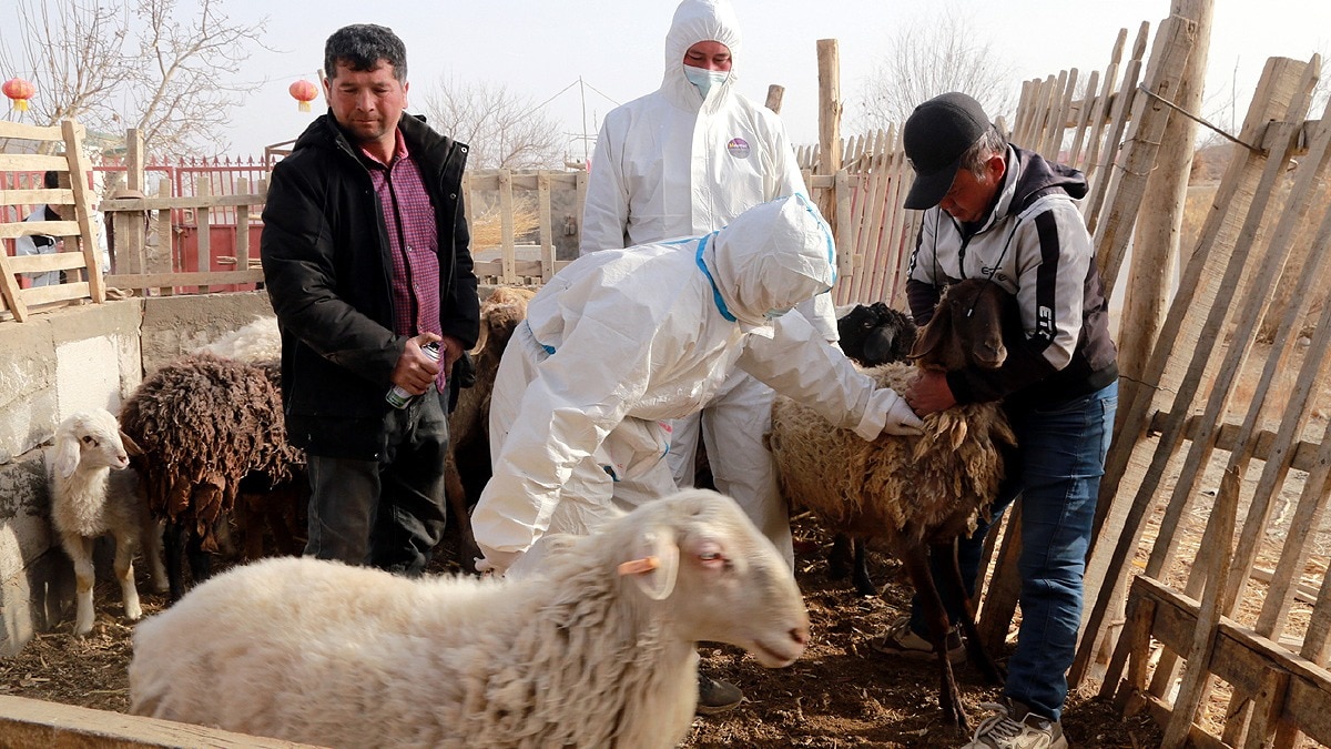 sheeppox virus
