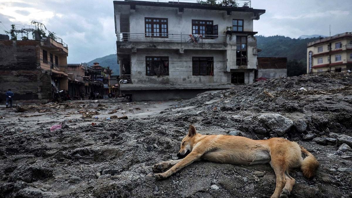 नेपाल के नुवाकोट जिले के देवीघाट इलाके में पहाड़ों से आए मलबे पर सोता एक कुत्ता. (File Photo: Reuters)