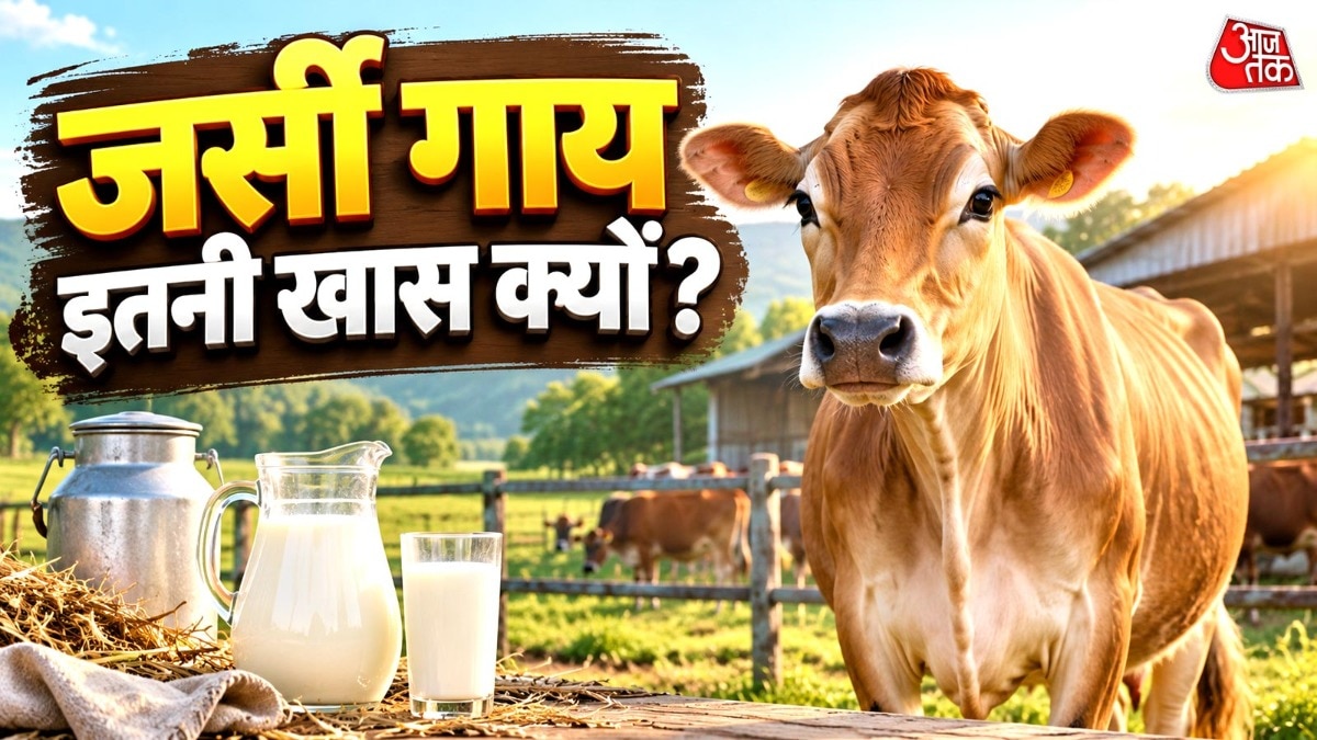 कौन सी होती हैं जर्सी गायें, जो देती हैं सबसे ज्यादा दूध! भारत ने भूटान को भी की है गिफ्ट