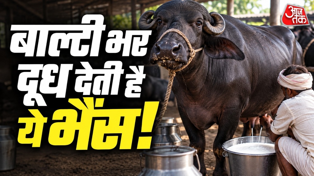 जाफराबादी का मूल क्षेत्र गुजरात है. ( Photo: ITG)