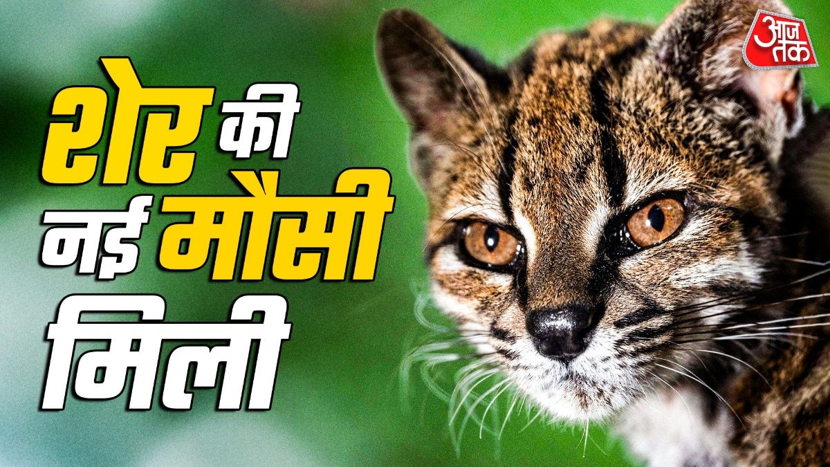 बोलीविया के युंगस जंगलों में नई प्रजाति की बिल्ली मिली है. इसका नाम तिलकायो है. (Photo: Reuters)