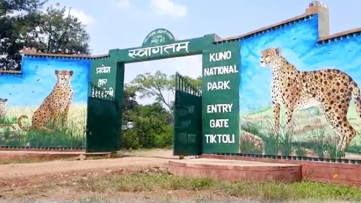 12 सितंबर को जंगल में मिला था सुस्त चीता 'गौरव'.(File Photo: ITG) 