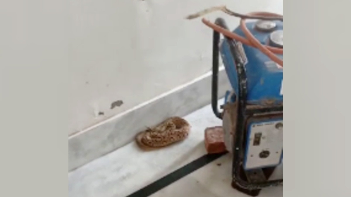 Snake Near Water Motor