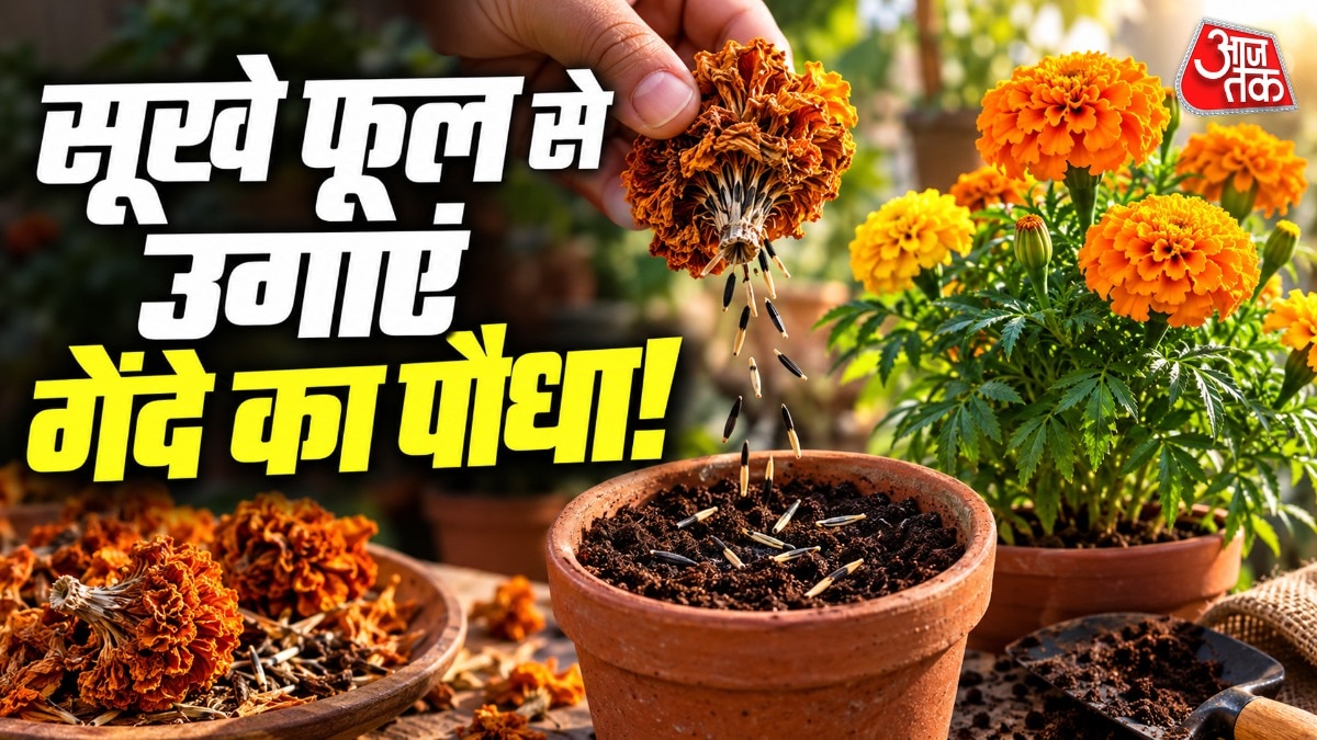 गेंदे के सूखे फूलों से ही नया पौधा आसानी से उगाया जा सकता है. (Photo: ITG)
